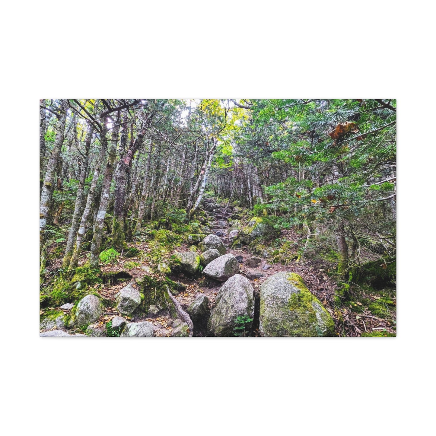 Kinsman Ridge Trail Canvas Art Print
