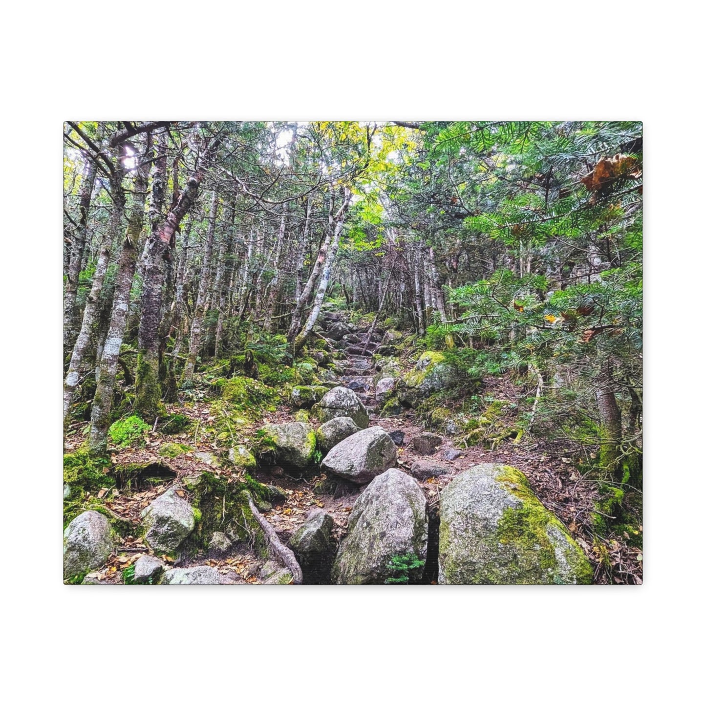 Kinsman Ridge Trail Canvas Art Print