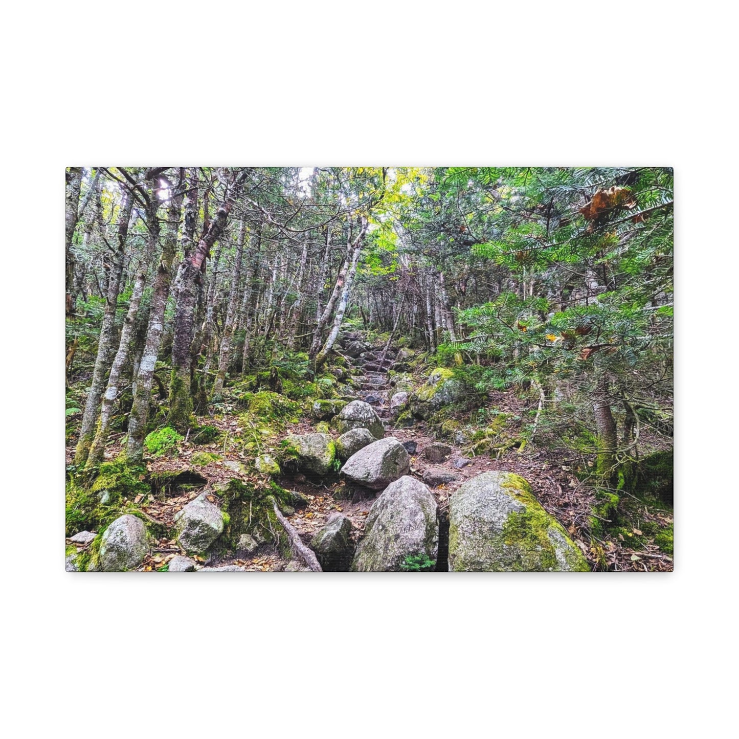 Kinsman Ridge Trail Canvas Art Print