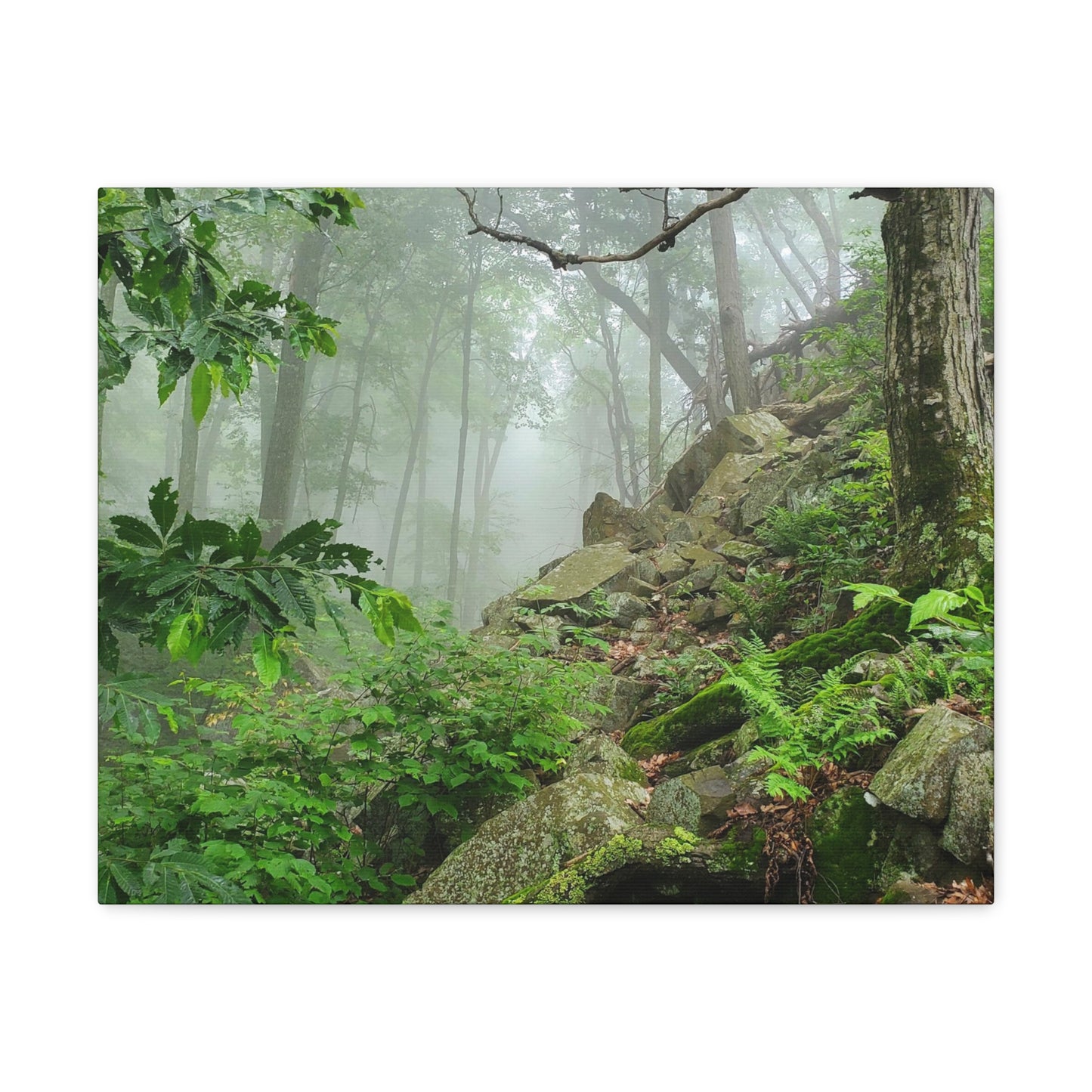 Connecticut Jungle Canvas Art Print