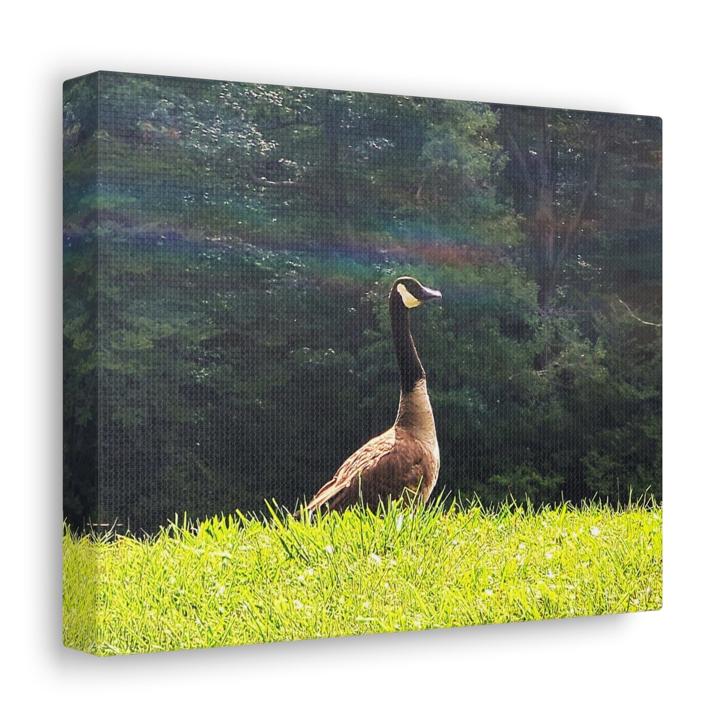 Canadian Goose Canvas Art Print