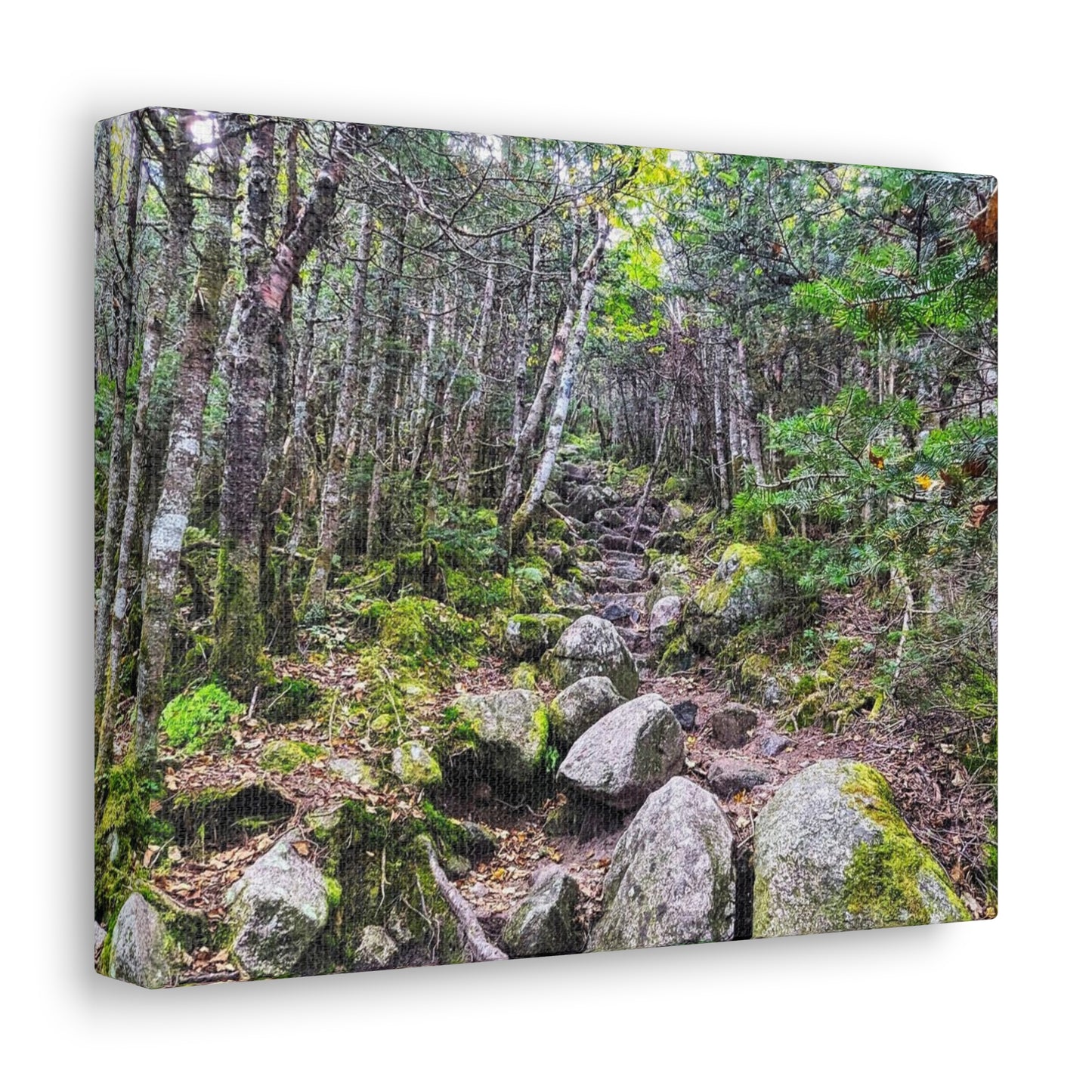 Kinsman Ridge Trail Canvas Art Print