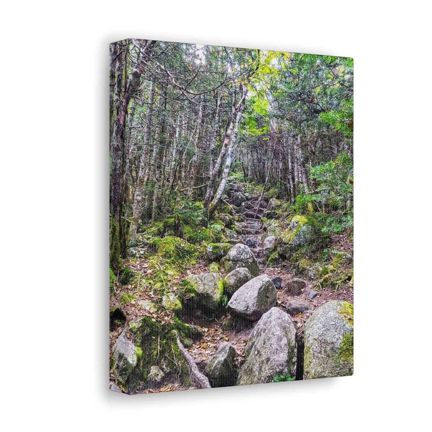 Canvas Artwork Print, Nature Photography