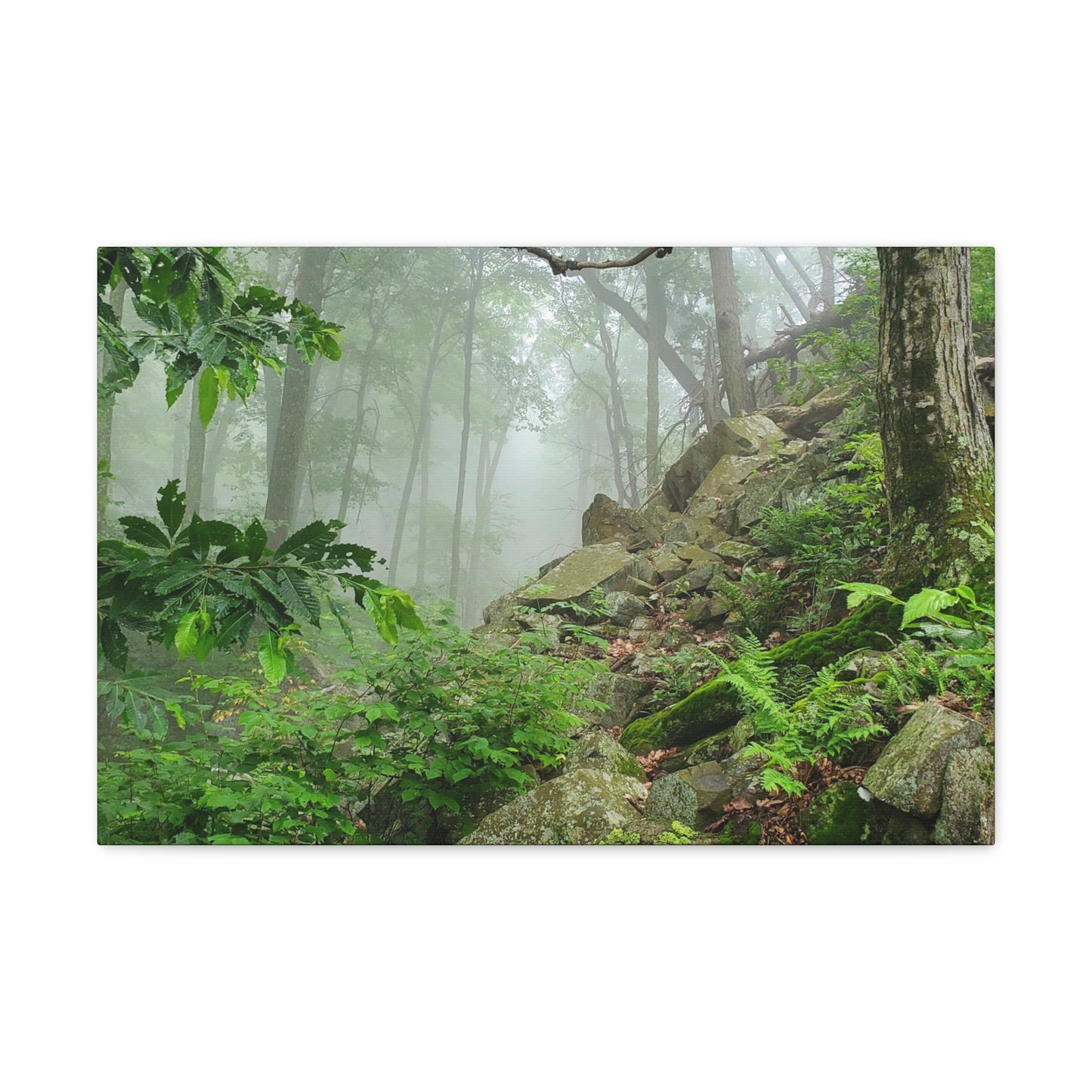 Connecticut Jungle Canvas Art Print