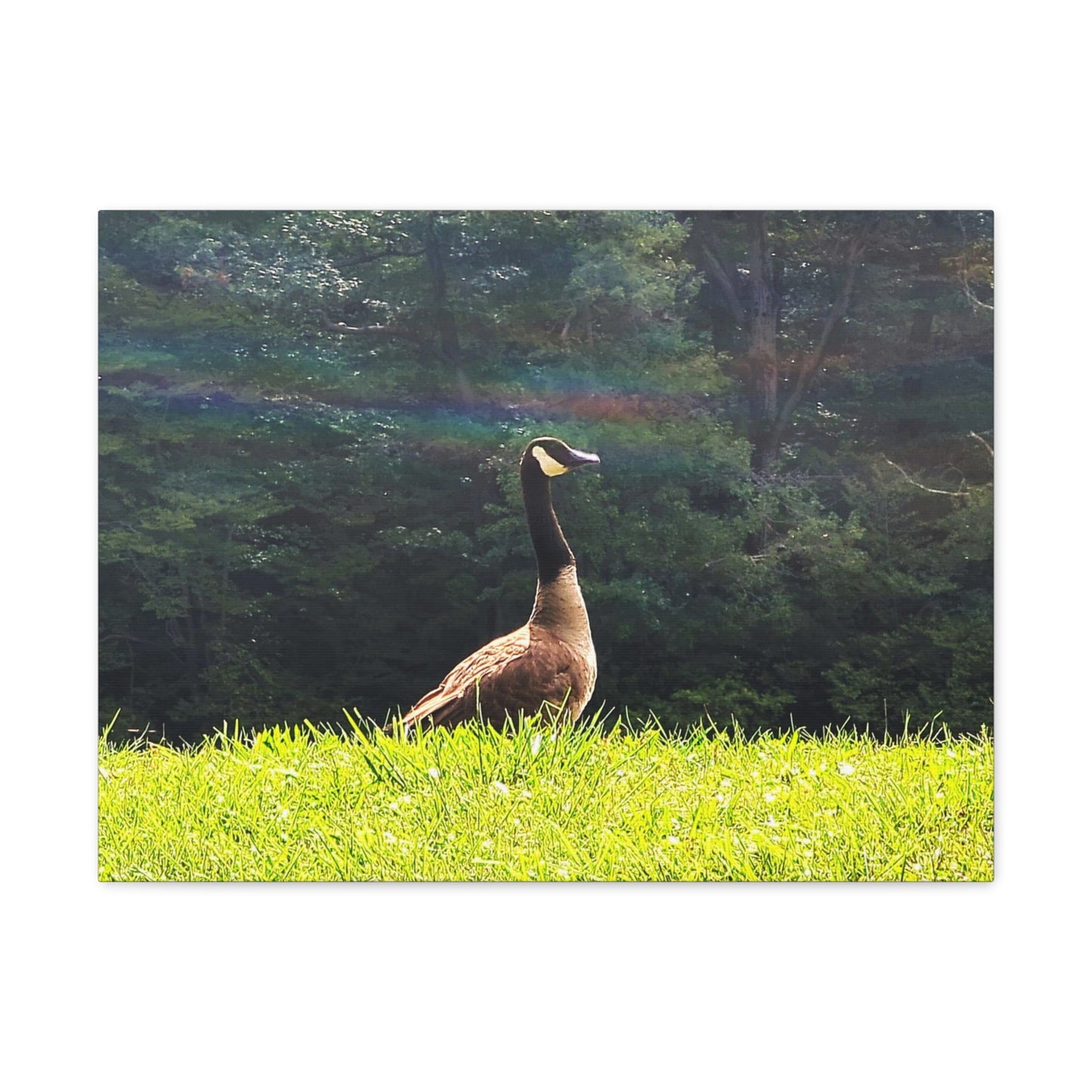 Canadian Goose Canvas Art Print