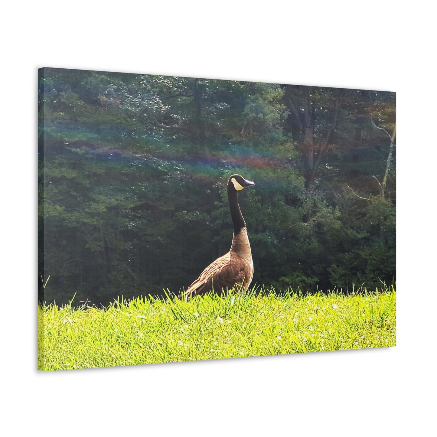 Canadian Goose Canvas Art Print