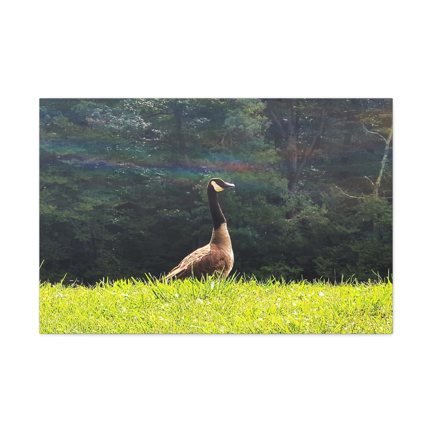 Canadian Goose Canvas Art Print