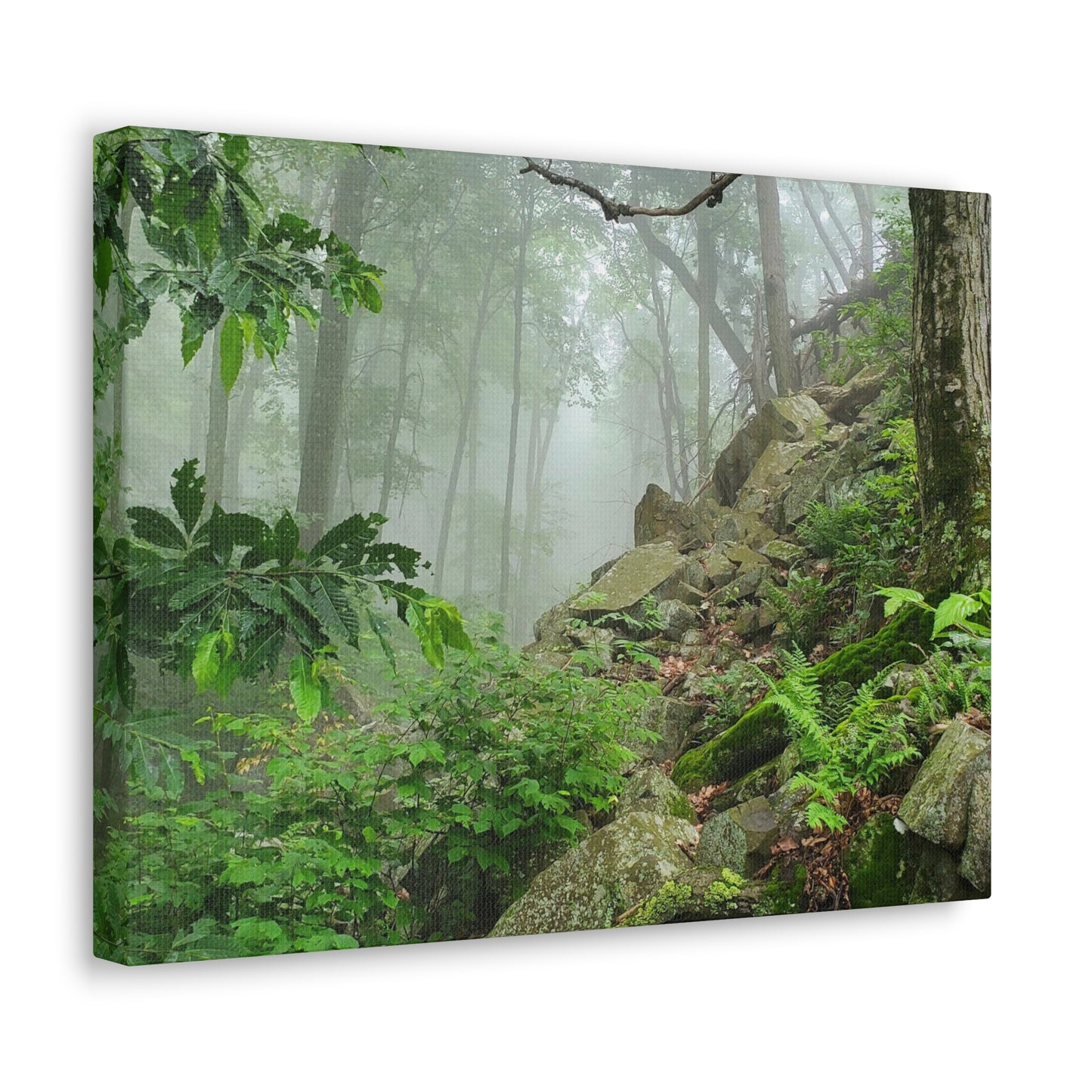 Connecticut Jungle Canvas Art Print