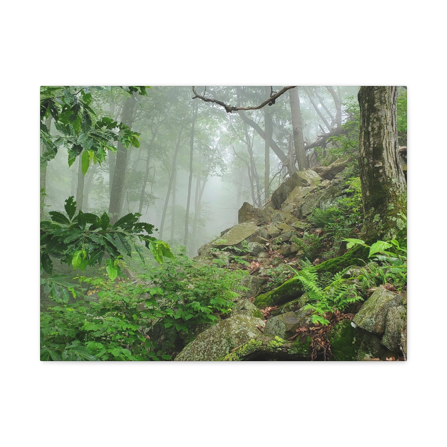 Connecticut Jungle Canvas Art Print