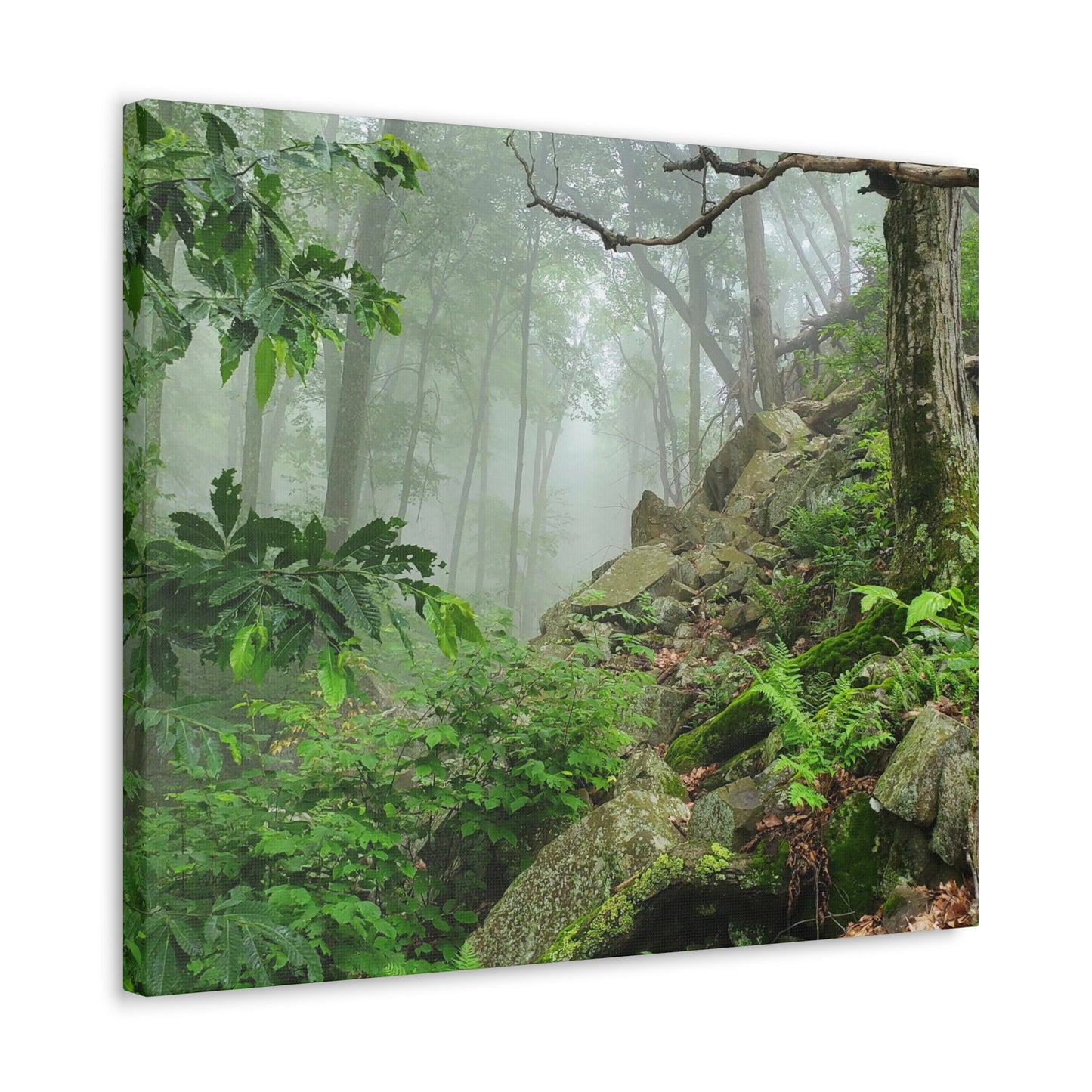 Connecticut Jungle Canvas Art Print