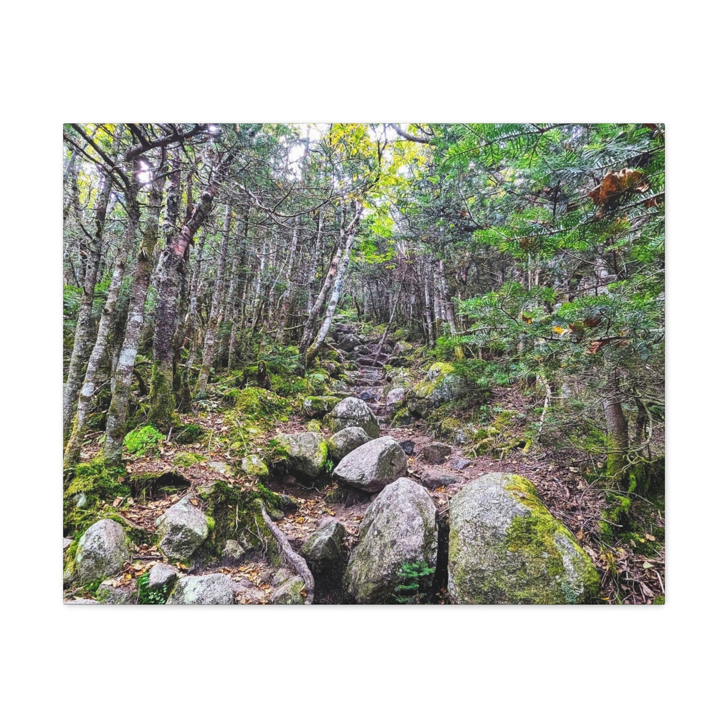 Kinsman Ridge Trail Canvas Art Print