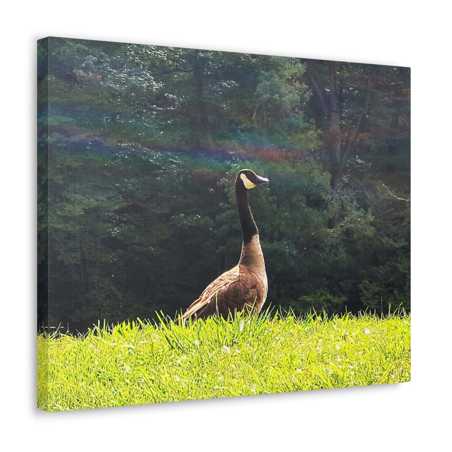 Canadian Goose Canvas Art Print