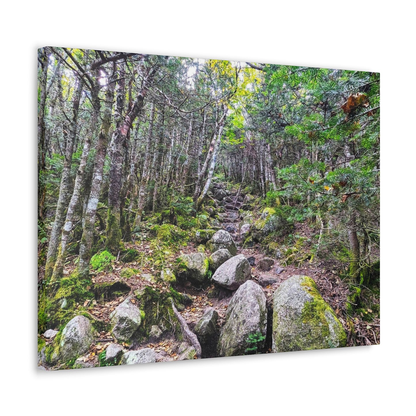 Kinsman Ridge Trail Canvas Art Print