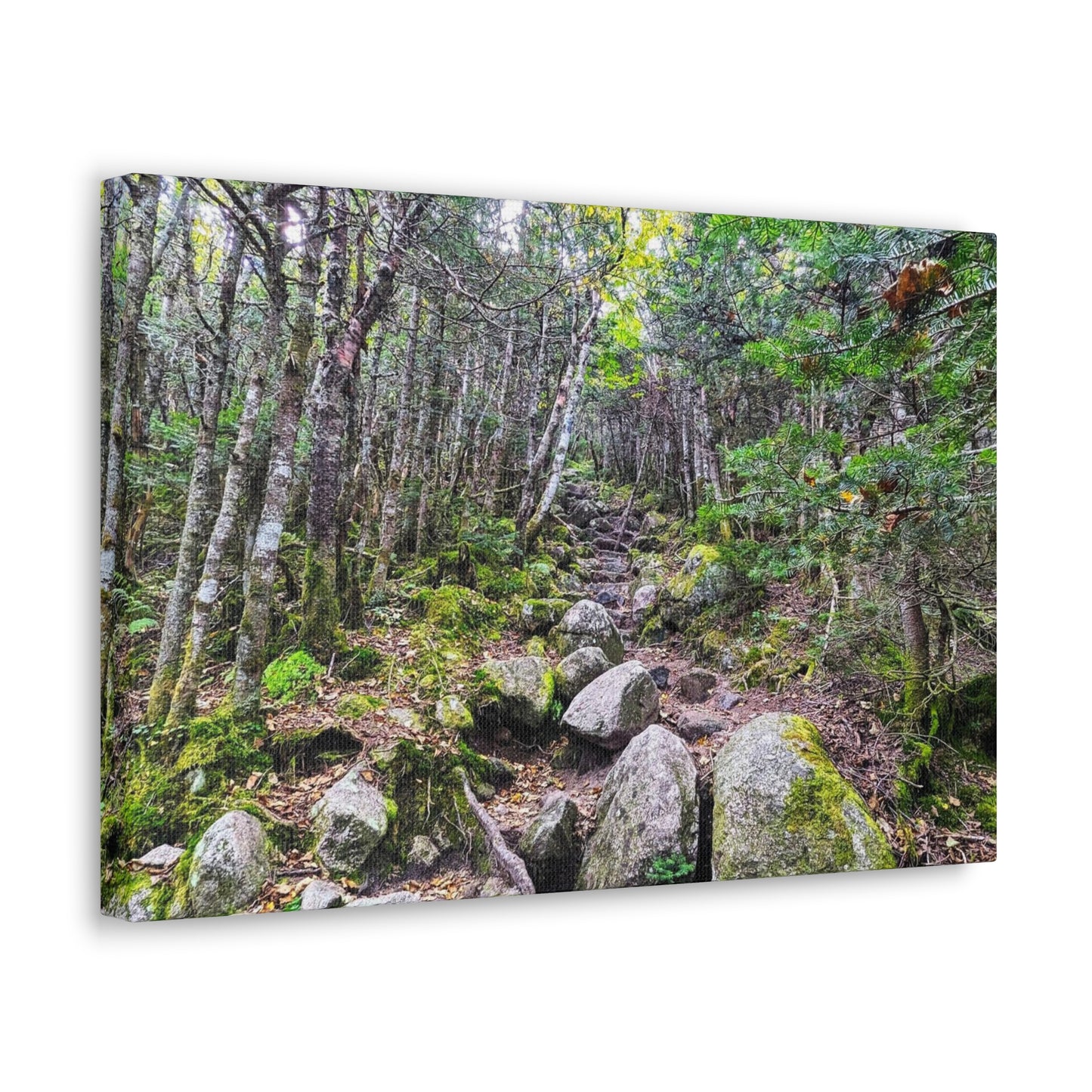 Kinsman Ridge Trail Canvas Art Print