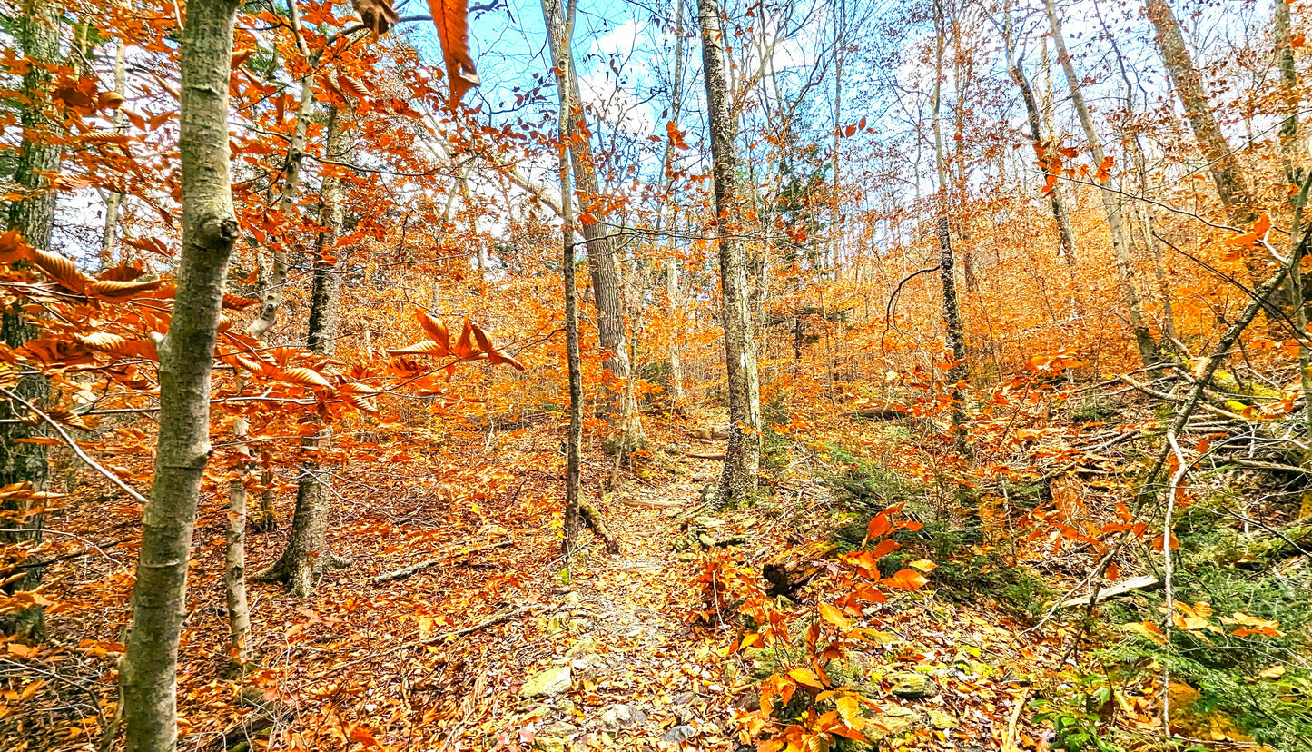 Appalachian Trail Fall Canvas Art Print