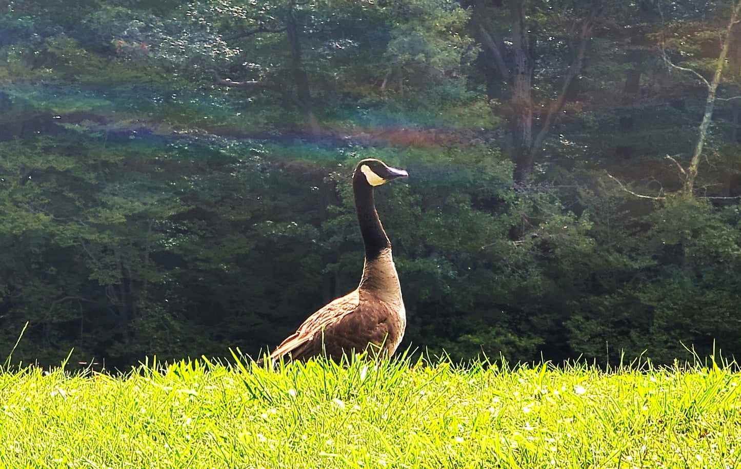 Canadian Goose Canvas Art Print