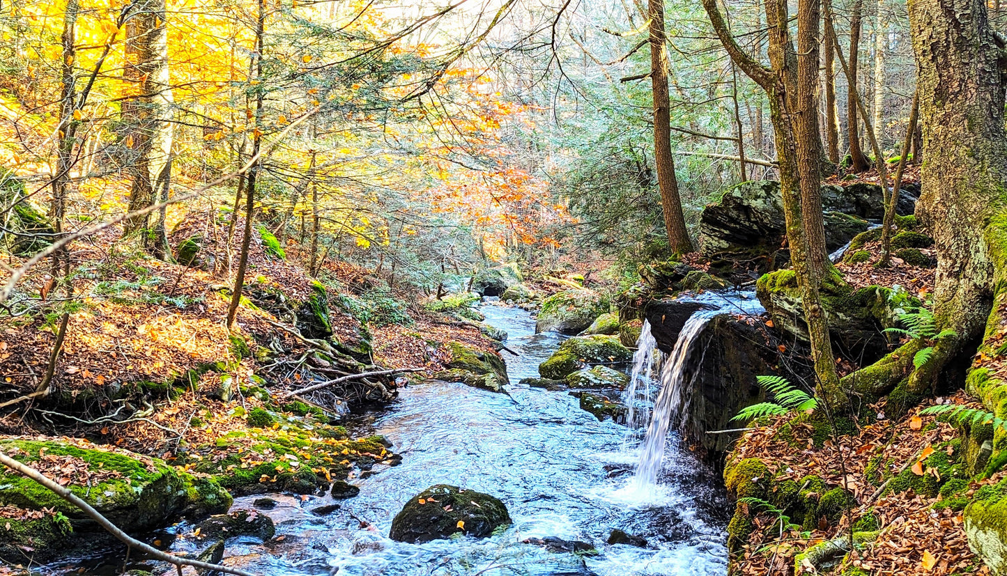Sage's Ravine Canvas Art Print