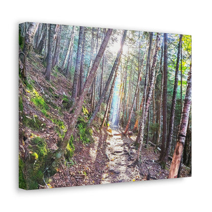 Franconia Forest Canvas Art Print