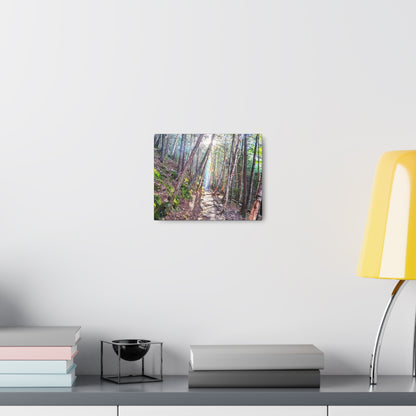 Franconia Forest Canvas Art Print