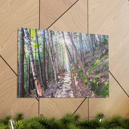 Franconia Forest Canvas Art Print