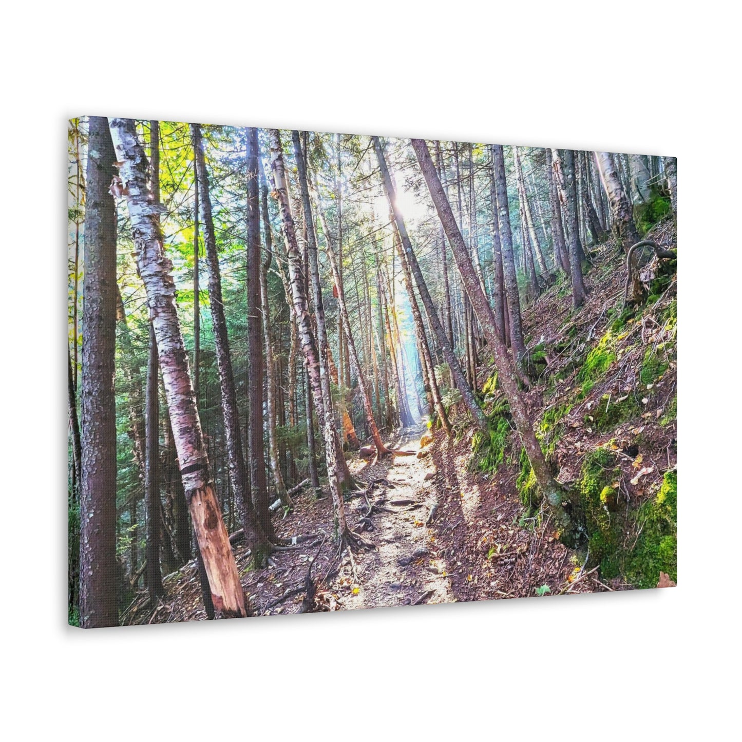 Franconia Forest Canvas Art Print