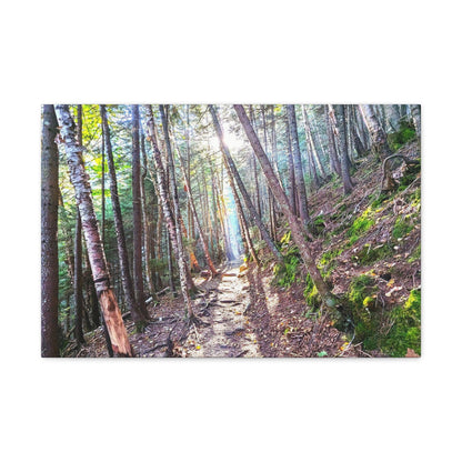 Franconia Forest Canvas Art Print