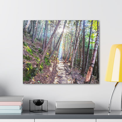 Franconia Forest Canvas Art Print