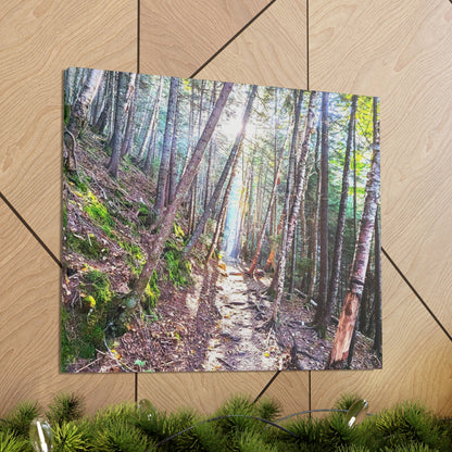 Franconia Forest Canvas Art Print