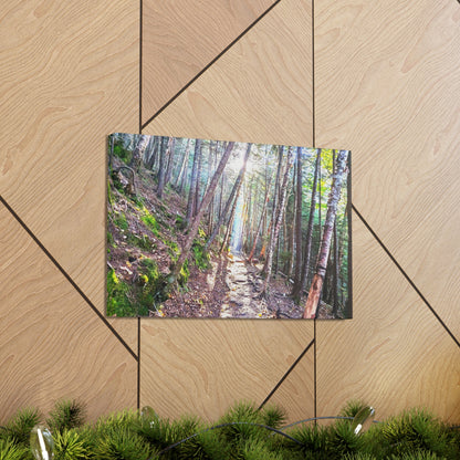 Franconia Forest Canvas Art Print