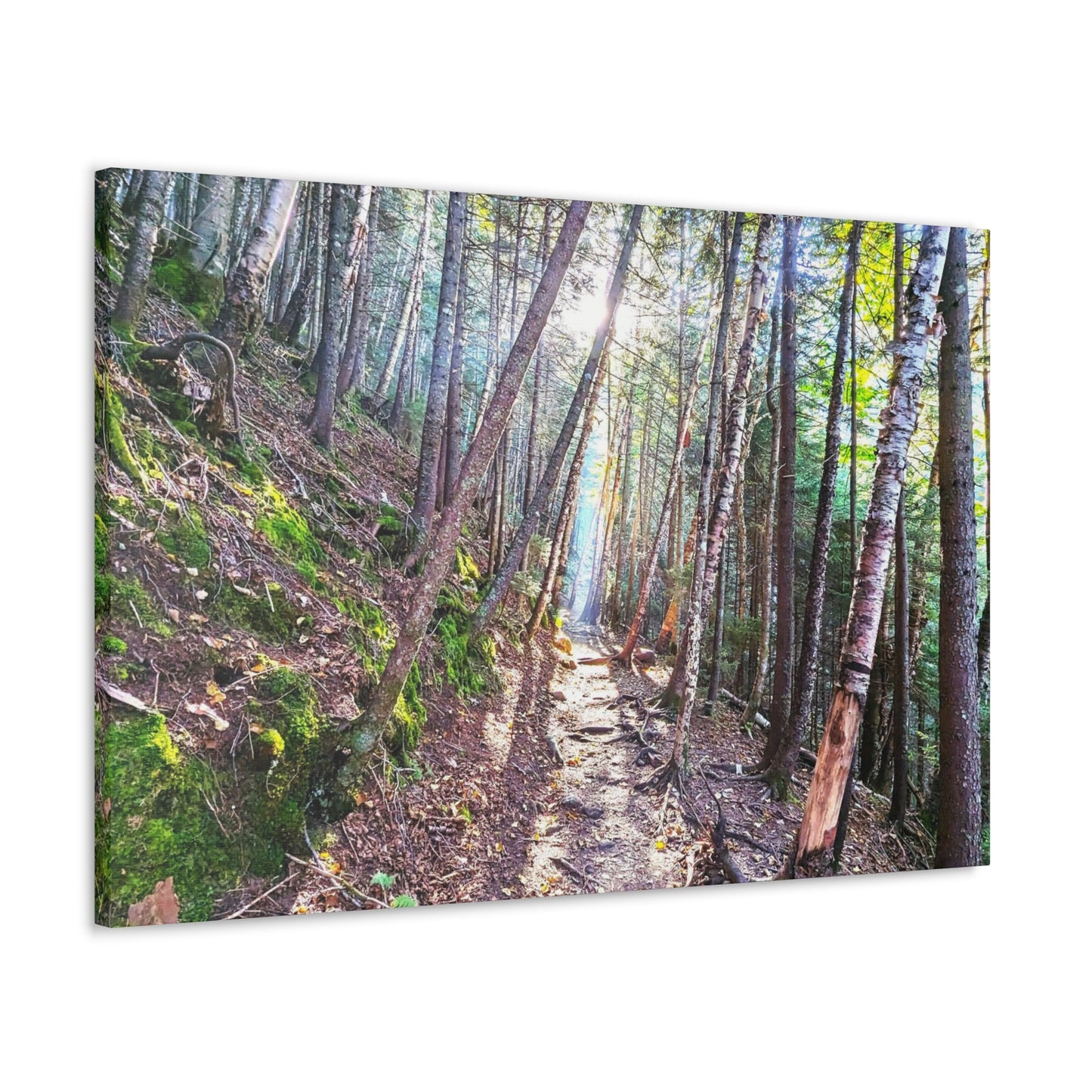 Franconia Forest Canvas Art Print