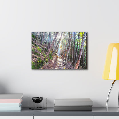 Franconia Forest Canvas Art Print