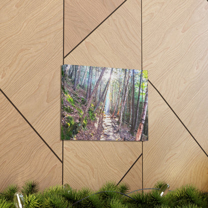 Franconia Forest Canvas Art Print