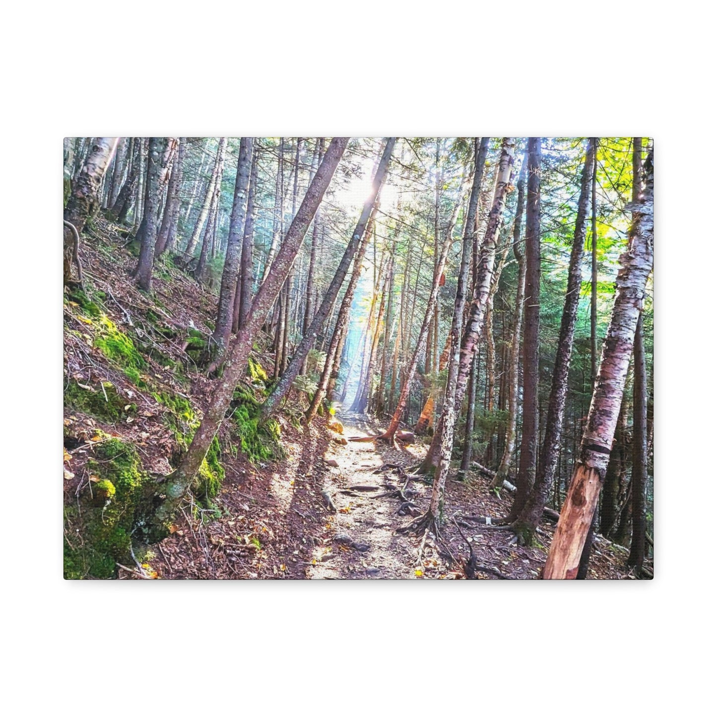 Franconia Forest Canvas Art Print