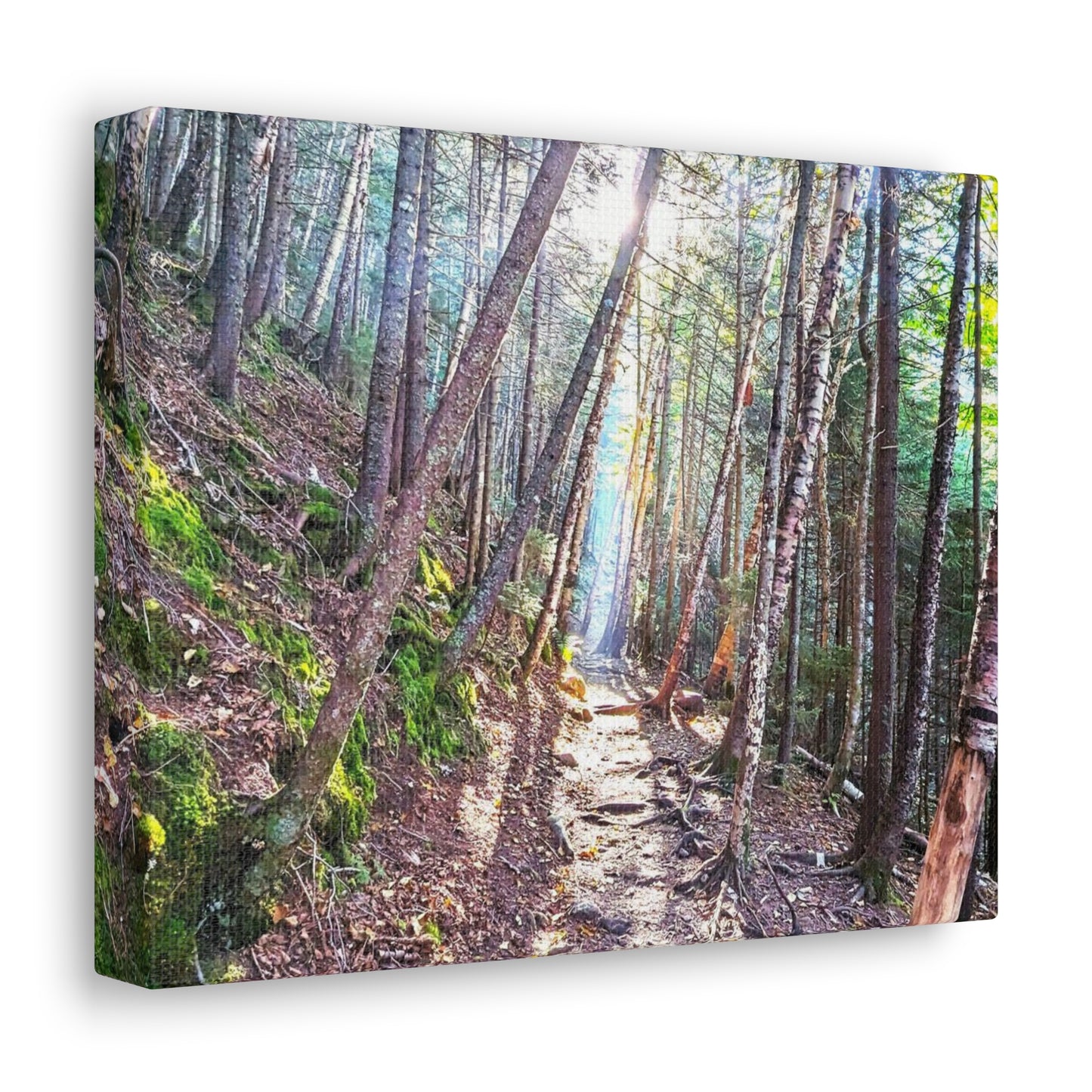 Franconia Forest Canvas Art Print