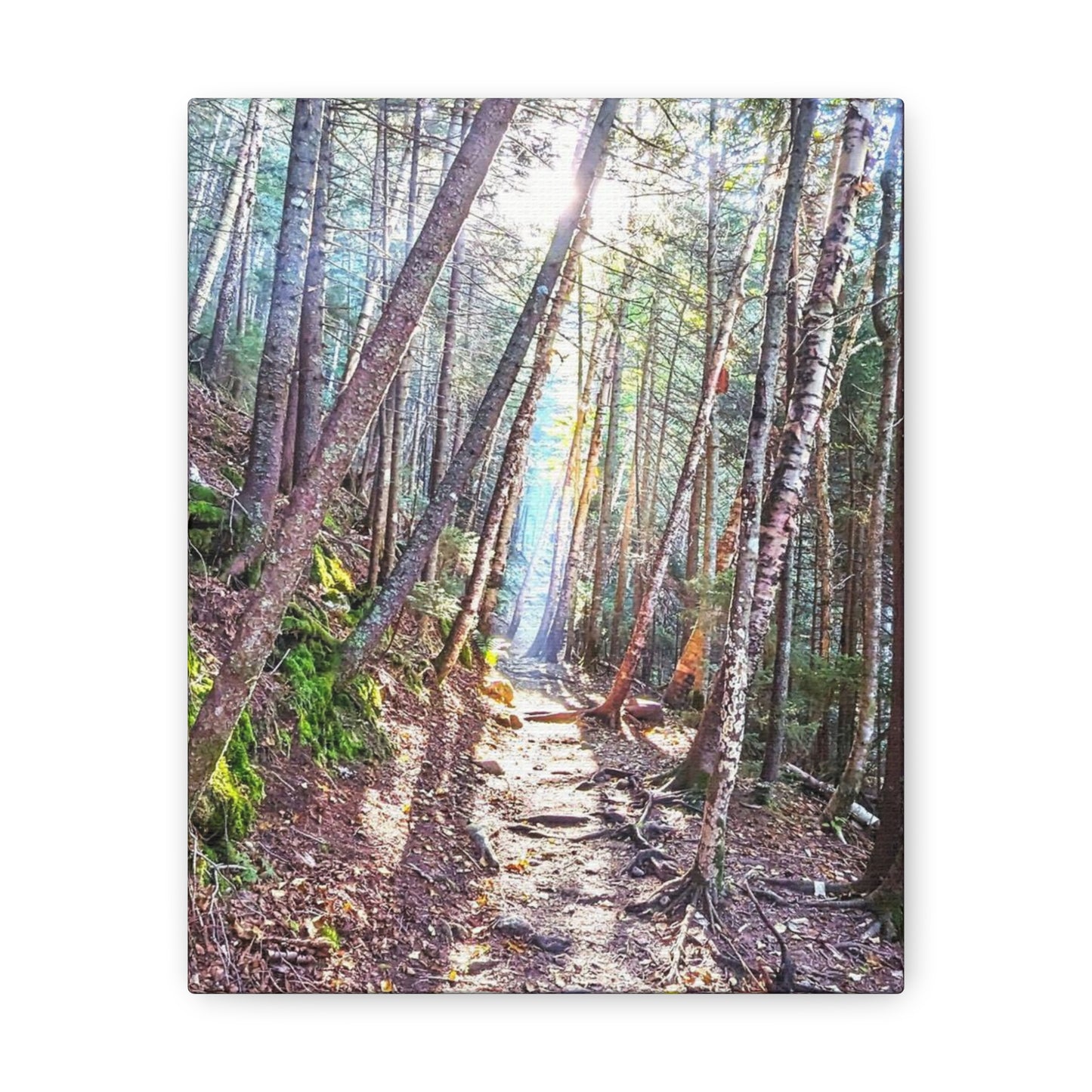 Franconia Forest Canvas Art Print