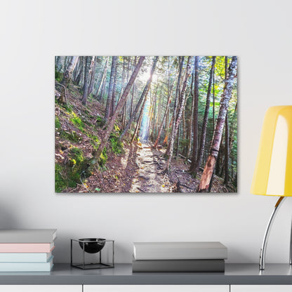 Franconia Forest Canvas Art Print